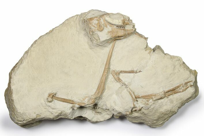 Oligocene Fossil Rabbit (Palaeolagus) Partial Skeleton -Wyoming #269866